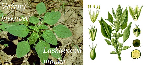 Využití laskavce ohnutého, vařený laskavec a laskavcová mouka - recept