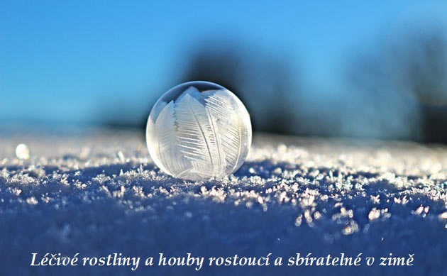 Sběr léčivých rostlin a hub v zimě - co sbíráme a jaké účinky mají léčivky na zdraví?