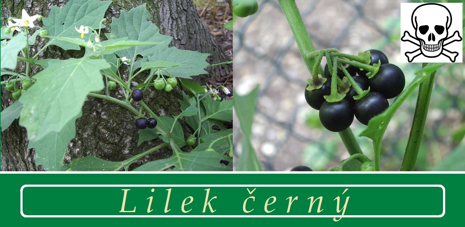 Lilek černý - účinky na zdraví, příznaky, otravy, fotografie, pověsti