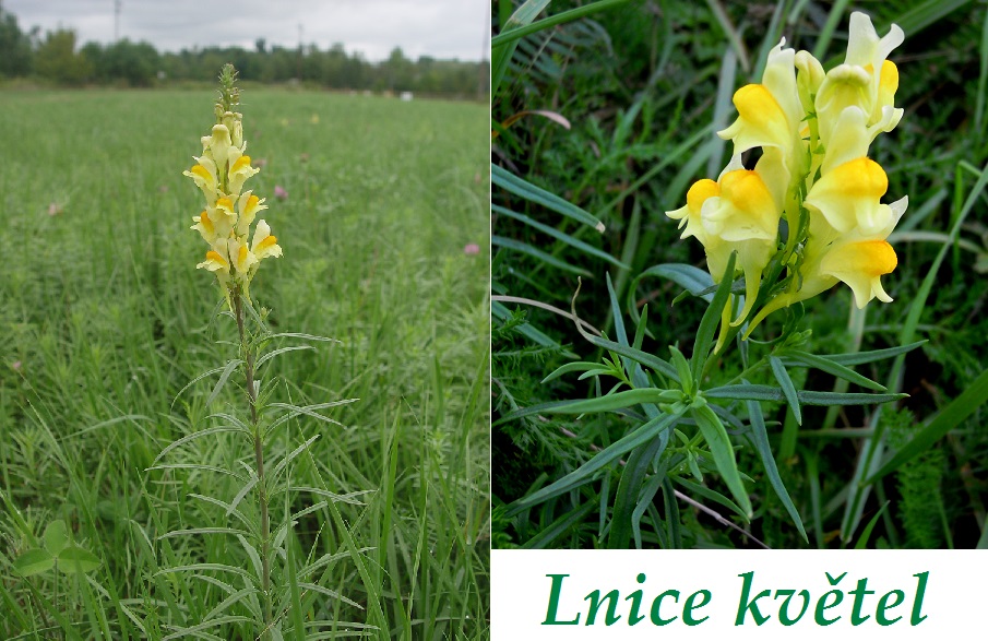 Lnice květel - účinky na zdraví, co léčí, použití, užívání, využití, pěstování