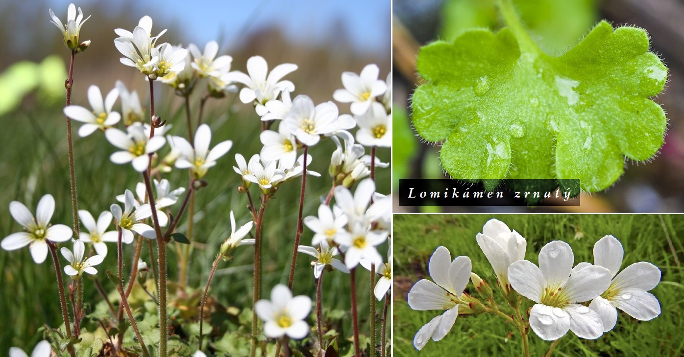 Lomikámen zrnatý - účinky na zdraví, co léčí, použití, užívání, využití
