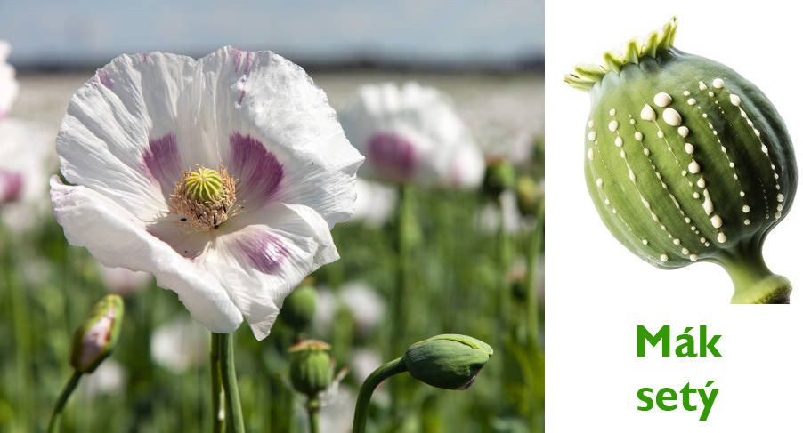 Mák setý - účinky na zdraví, co léčí, použití, užívání, využití