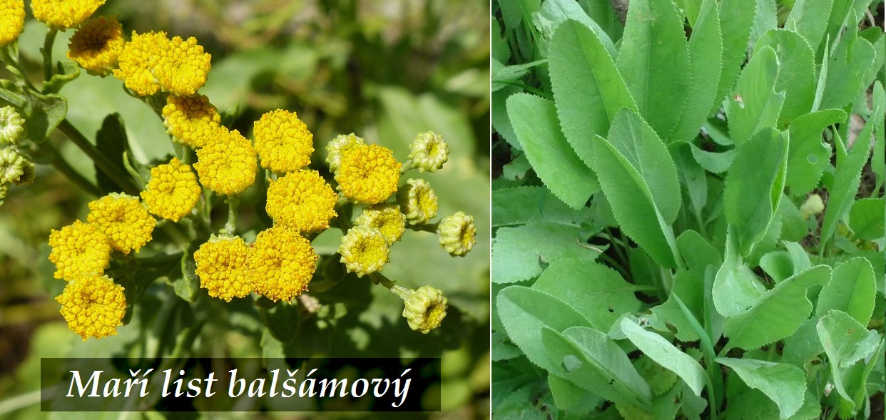 Maří list balšámový - účinky na zdraví, co léčí, použití, užívání, využití, pěstování