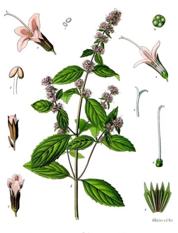mata-peprna-ucinky-na-zdravi-co-leci-pouziti-uzivani-2