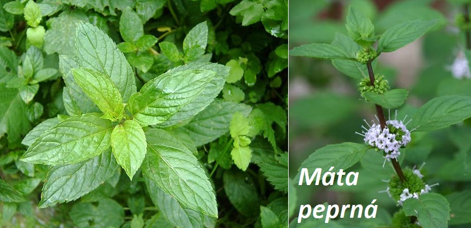 Máta peprná - účinky na zdraví, co léčí, použití, užívání, využití