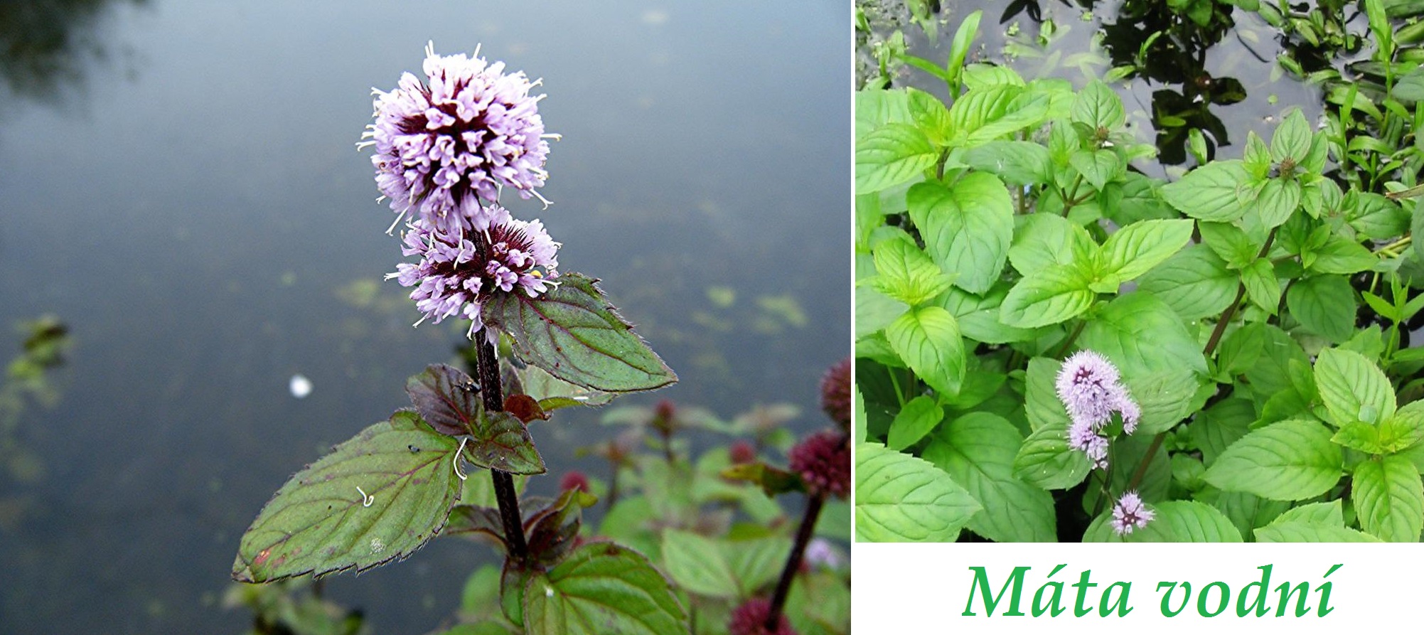 Máta vodní - účinky na zdraví, co léčí, použití, užívání, využití