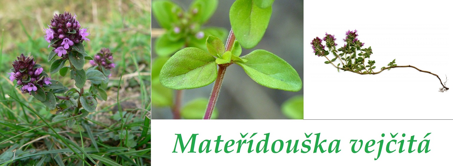 materidouska vejcita ucinky na zdravi co leci pouziti uzivani vyuziti