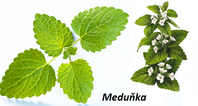 Meduňka - účinky na zdraví, co léčí, použití, užívání, využití, pěstování