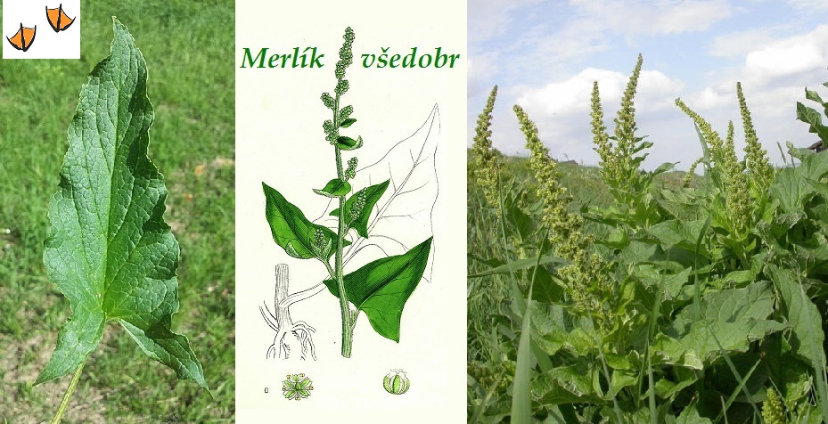 Merlík všedobr - účinky na zdraví, co léčí, použití, užívání, využití, pěstování