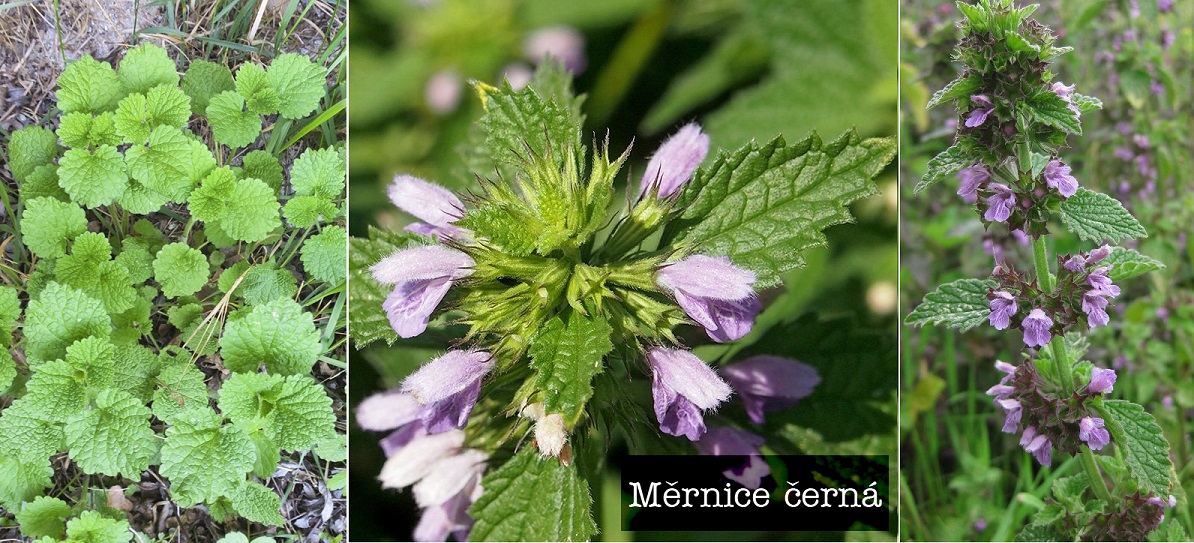 Měrnice černá - účinky na zdraví, co léčí, použití, užívání, využití