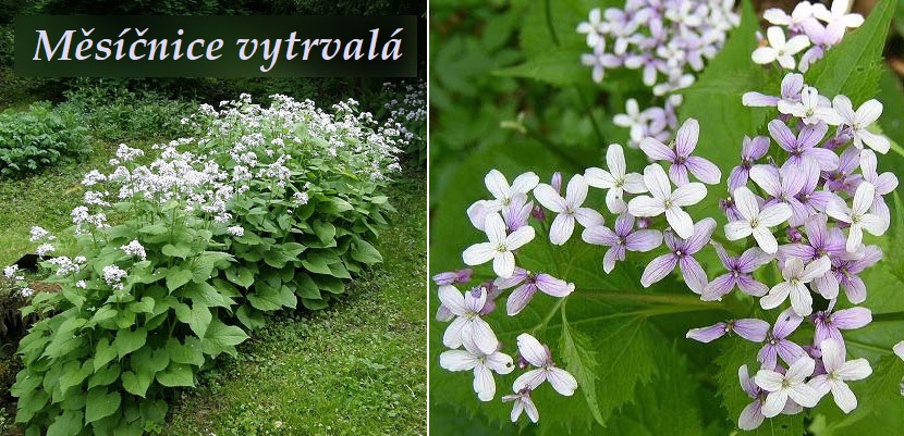 Měsíčnice vytrvalá - účinky na zdraví, co léčí, použití, užívání, využití, pěstování