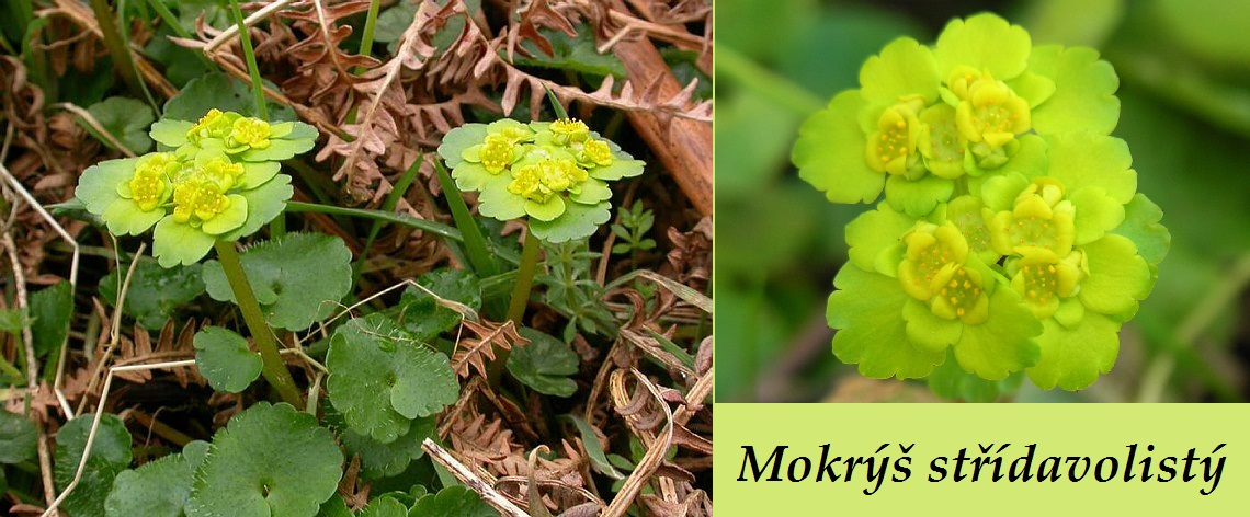 Mokrýš střídavolistý - účinky na zdraví, co léčí, použití, užívání, využití pro zdraví