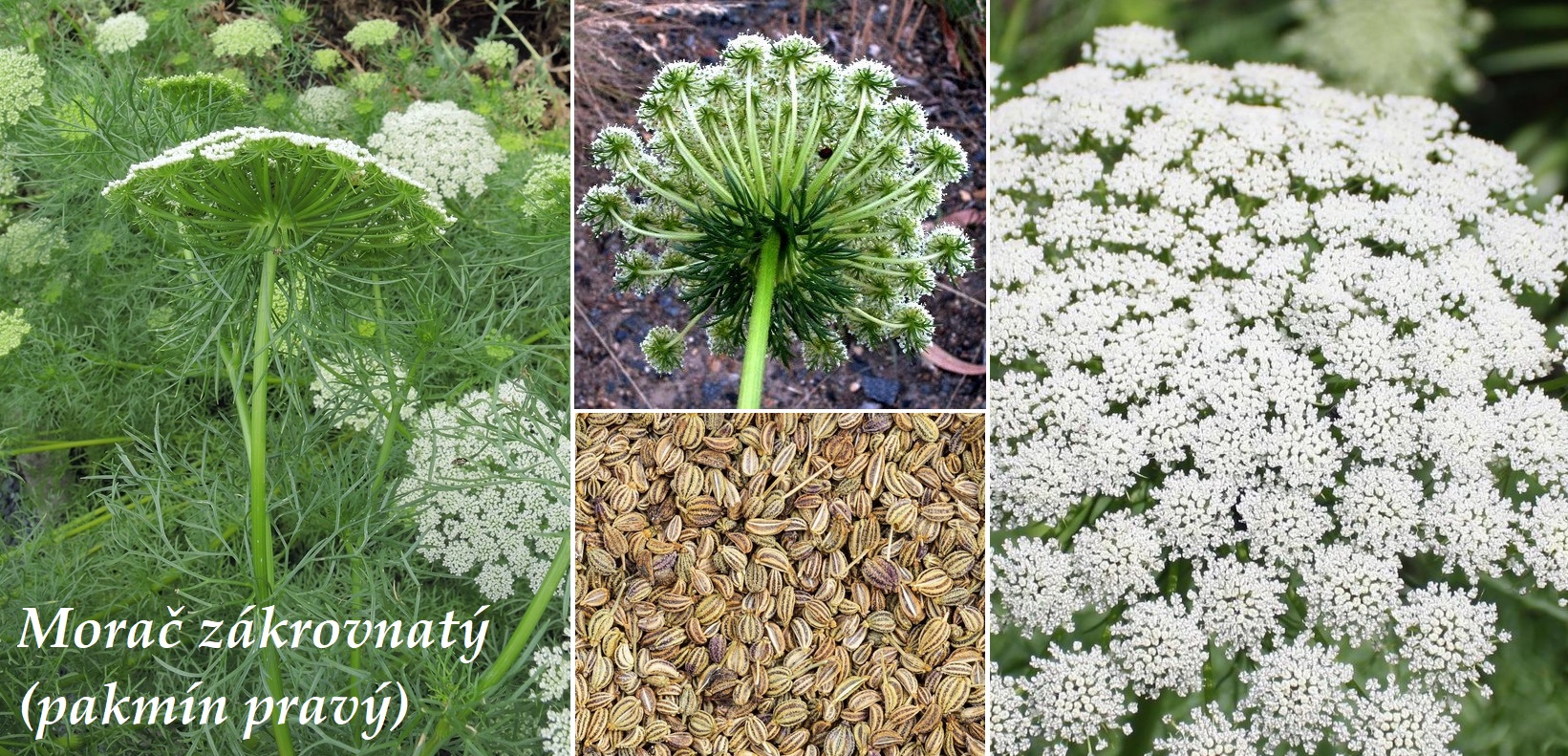 Morač zákrovnatý, pakmín pravý - účinky na zdraví, co léčí, použití, užívání, využití, dávkování, co sbíráme
