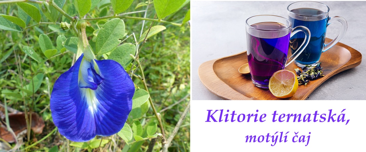 Motýlí čaj, klitorie ternatská - účinky na zdraví, použití, využití, zajímavosti, pěstování, botanický popis, legendy