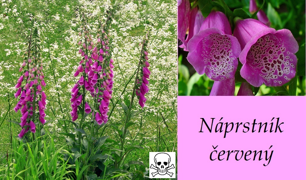 Náprstník červený - účinky na zdraví, příznaky, otravy, fotografie, pověsti