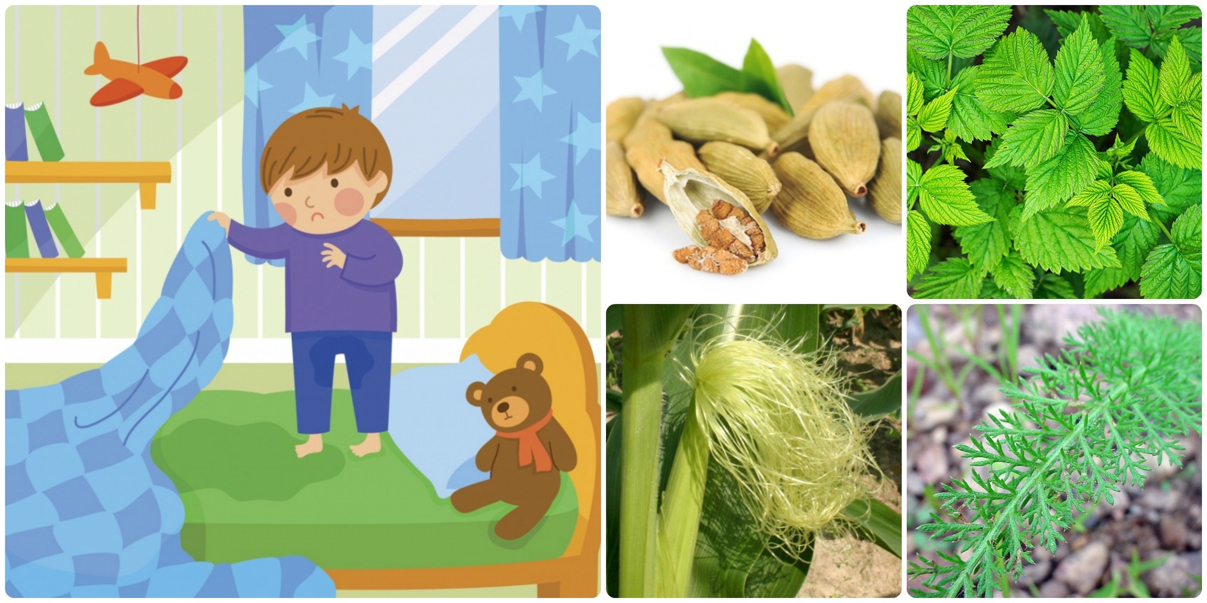 nocni pomocovani deti enureza byliny bylinky lecive bylinky