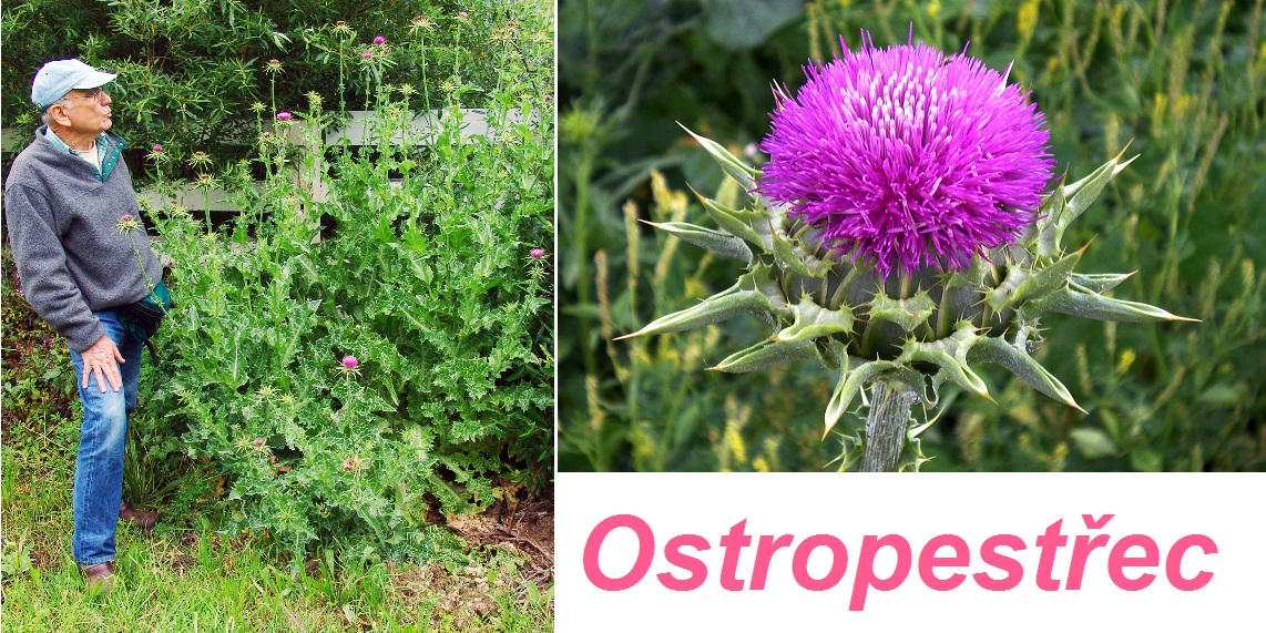 Ostropestřec - účinky na zdraví, co léčí, použití, užívání, využití