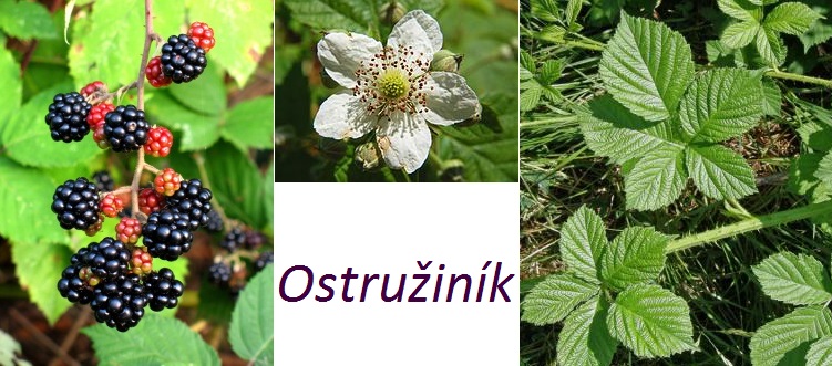 Ostružina ostružiník účinky zdraví co léčí použití využití dávkování pěstování škůdci nemoci ostružin