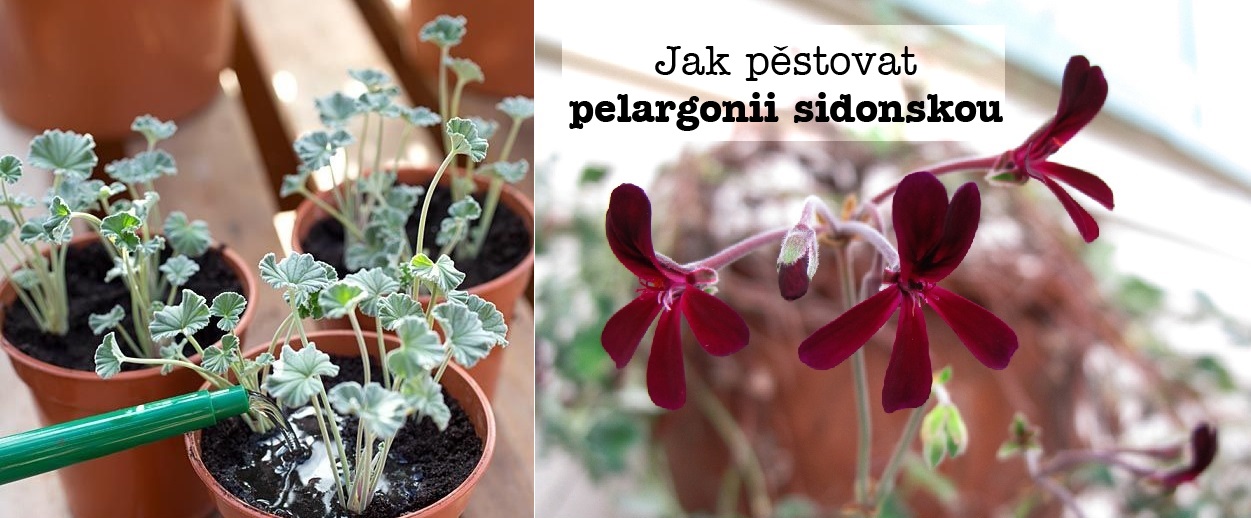 Pelargonie sidonská pelargonium sidoides pěstování rozmnožování řízky řízkování zálivka zalévání stanoviště