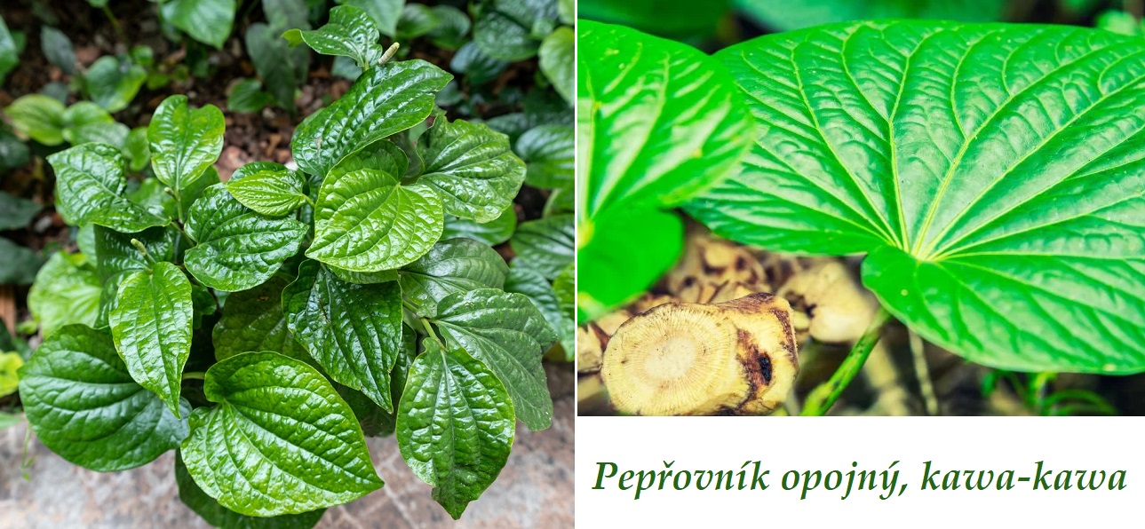 Pepřovník opojný, kawa-kawa - účinky na zdraví, co léčí, použití, užívání, využití, co sbíráme, pěstování