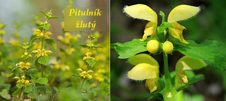 Pitulník žlutý, hluchavka žlutá - účinky na zdraví, co léčí, použití, užívání, využití