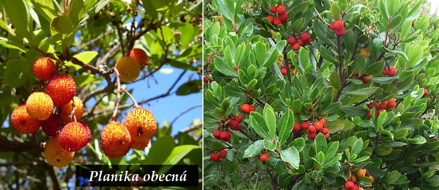 Planika obecná jahodový stromek účinky na zdraví co léčí použití užívání využití pěstování