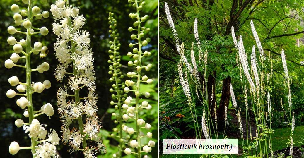 Ploštičník hroznovitý (hroznatý) - účinky na zdraví, co léčí, použití, užívání, využití, co sbíráme