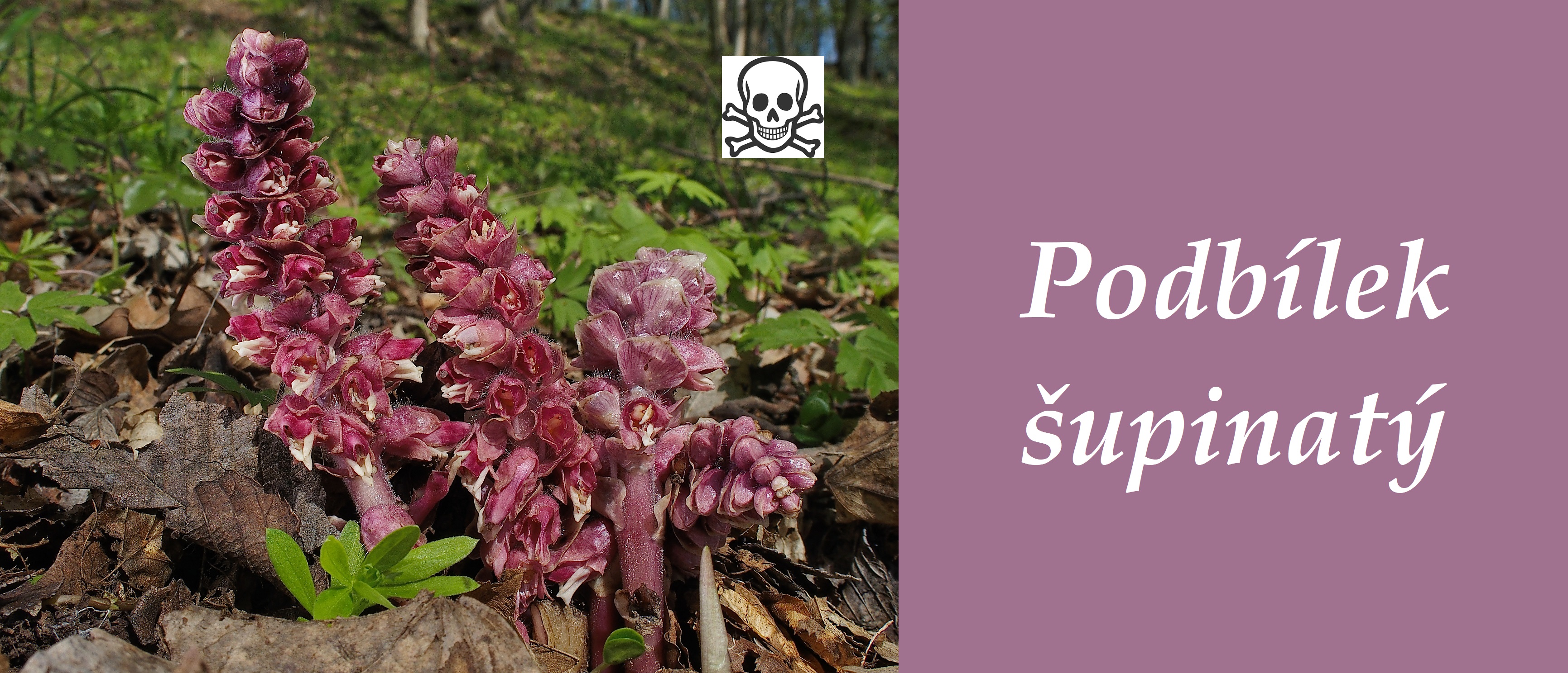 Podbílek šupinatý - účinky na zdraví, co léčí, použití, užívání, využití