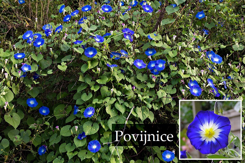 Povijnice účinky na zdraví co léčí použití užívání využití