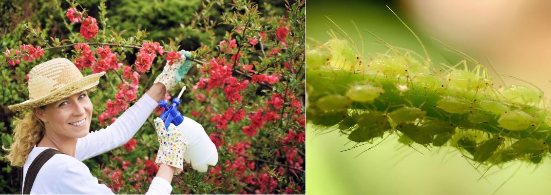 Přírodní postřik proti mšicím z tabáku nebo cigaretových špačků, nedopalků, vajglů - recept, postup, návod, příprava
