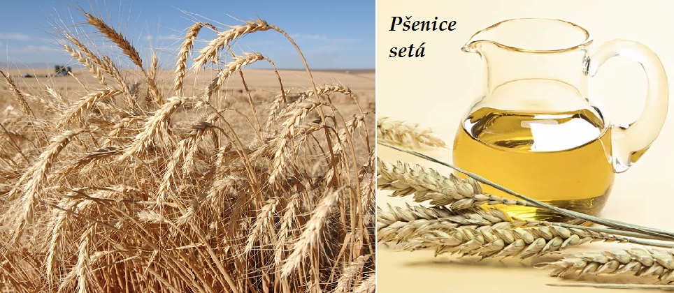 Pšenice - účinky na zdraví, co léčí, použití, užívání, využití