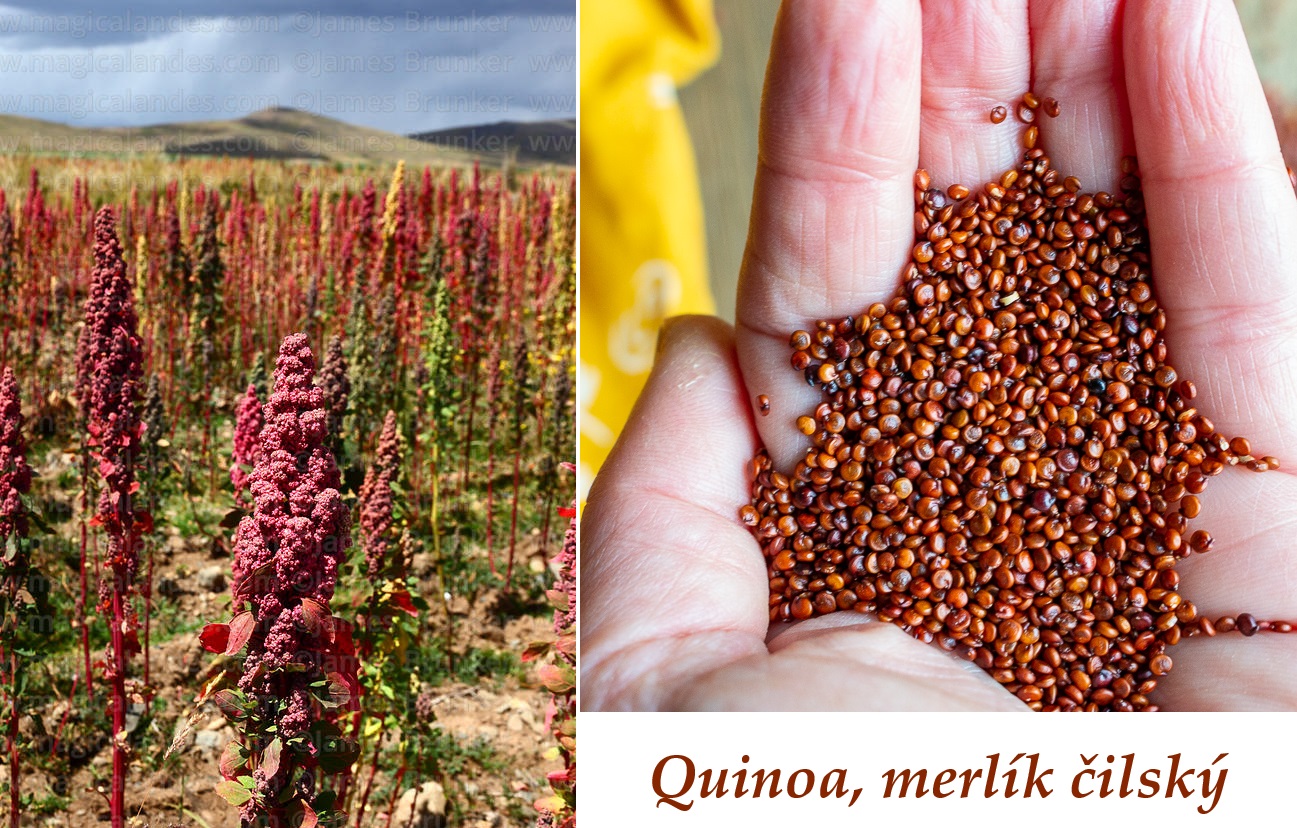 Quinoa, merlík čilský - účinky na zdraví, jaké látky obsahuje