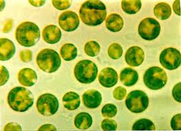 Chlorella japan - vliv, působení na lidské tělo, organismus - informace