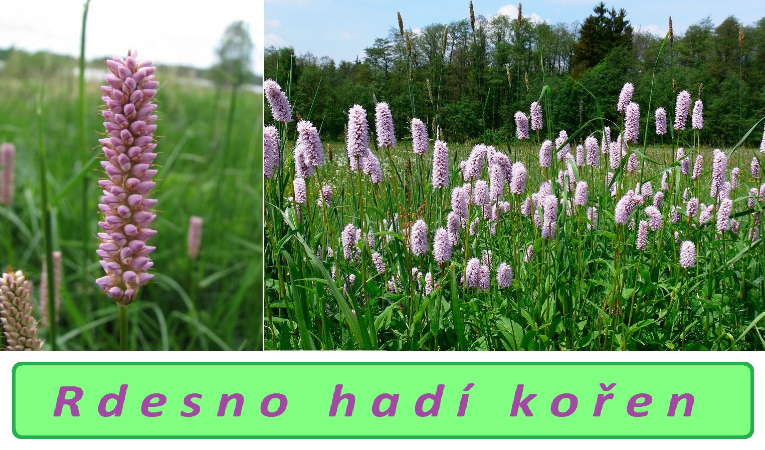 Rdesno hadí kořen - účinky na zdraví, co léčí, použití, užívání, využití, pěstování