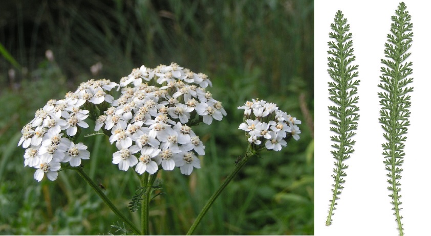 Řebříček - účinky na zdraví, co léčí, použití, užívání, využití