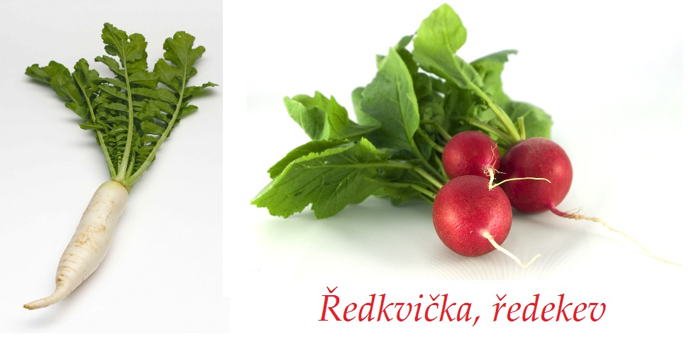 redkvicky redekve ucinky na zdravi co leci pouziti uzivani vyuziti pestovani skudci a nemoci redkvicek