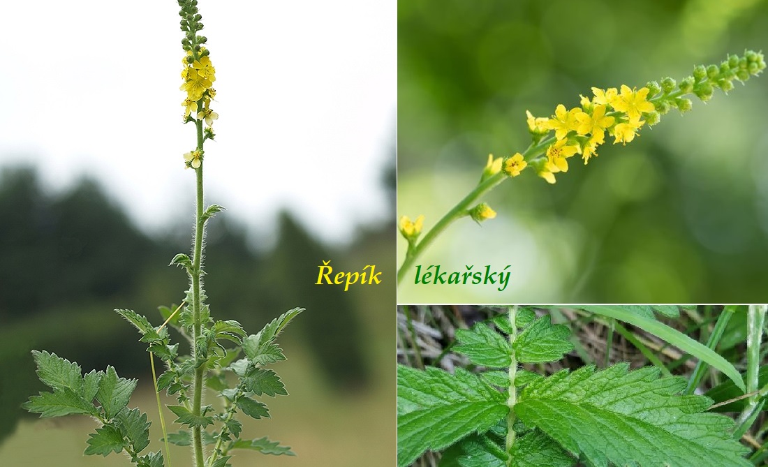 Řepík - účinky na zdraví, co léčí, použití, užívání, využití, pěstování