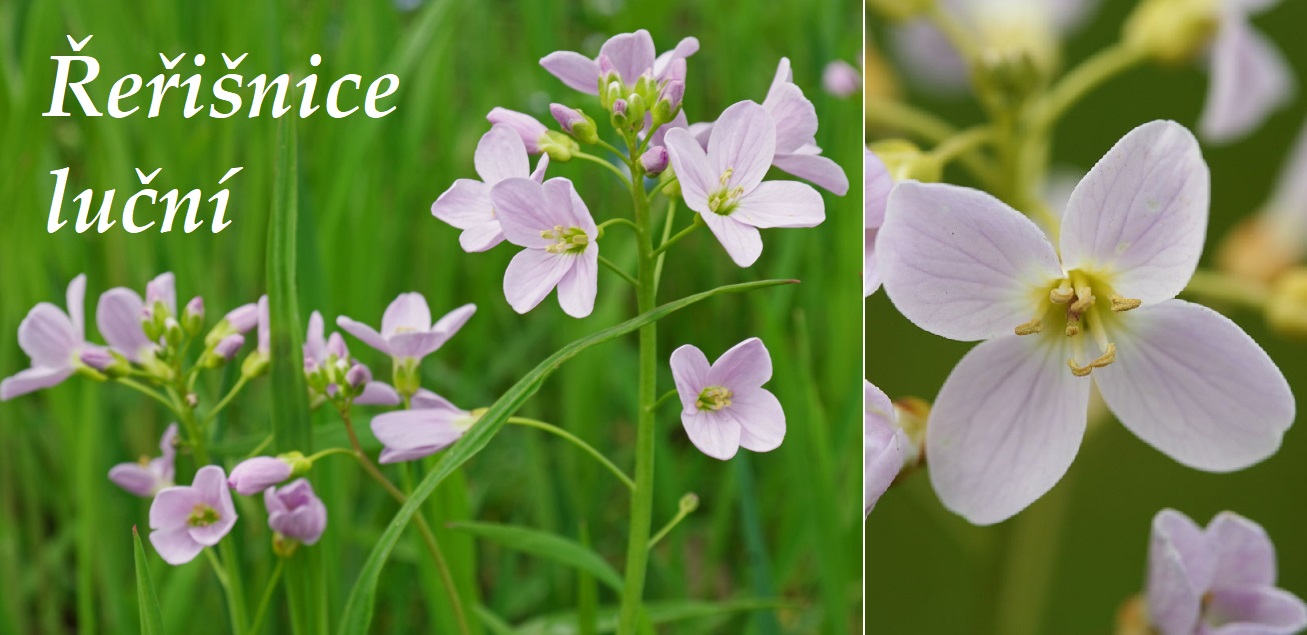 Řeřišnice luční - účinky na zdraví, co léčí, použití, užívání, využití, co sbíráme, pěstování