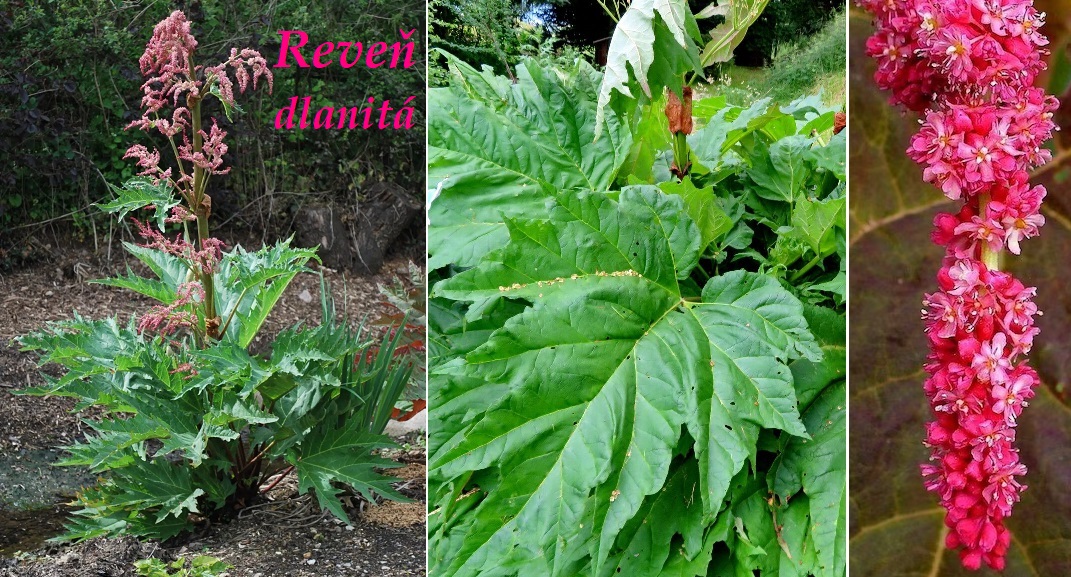 Reveň dlanitá - účinky na zdraví, co léčí, použití, užívání, využití, dávkování, co sbíráme, pěstování
