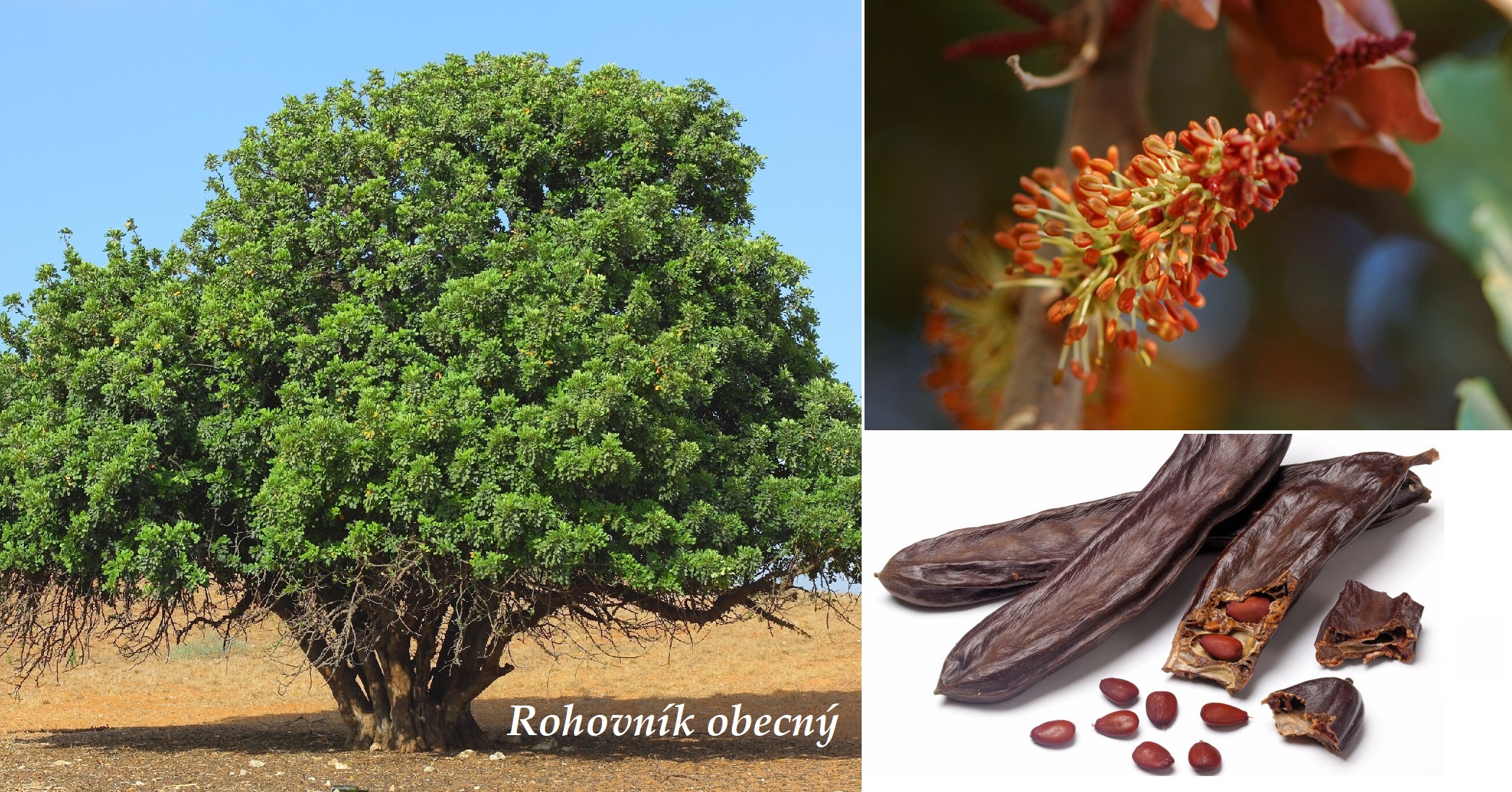 Rohovník obecný účinky na zdraví co léčí použití užívání využítí dátkování pěstování co sbíráme