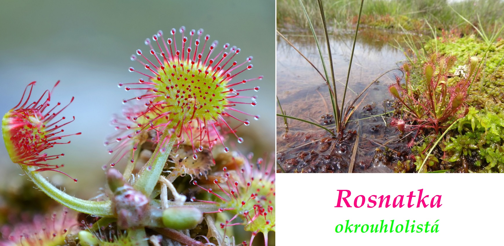 Rosnatka okrouhrolistá - účinky na zdraví, co léčí, použití, užívání, využití, dávkování, co sbíráme, pěstování