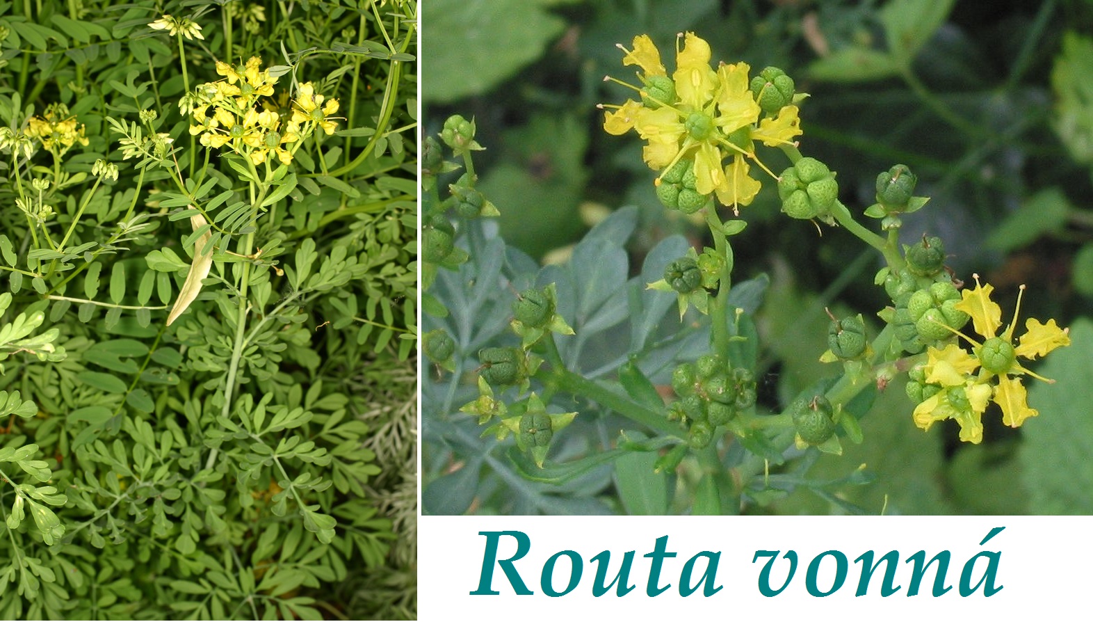 Routa - účinky na zdraví, co léčí, použití, užívání, využití