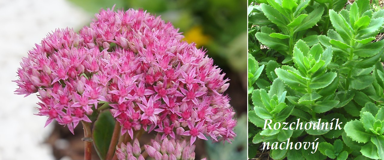 Rozchodník nachový - účinky na zdraví, co léčí, použití, užívání, využití