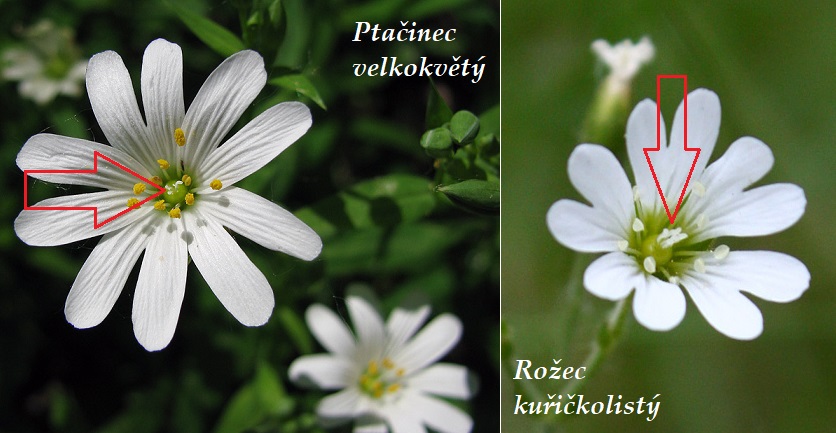 rozdíl ptačinec velkokvětý rožec kuřičkolistý