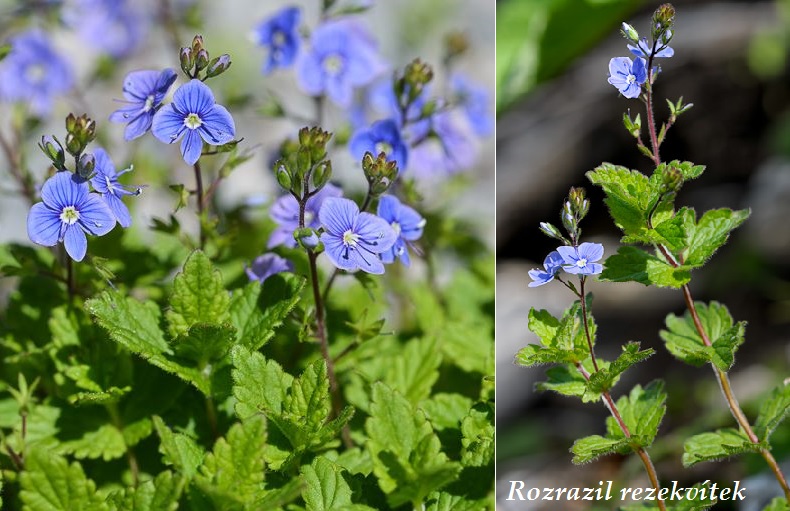 Rozrazil rezekvítek - účinky na zdraví, co léčí, použití, užívání, využití