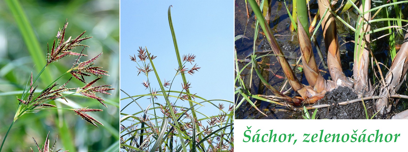 Šáchor, zelenošáchor - účinky na zdraví, co léčí, použití, užívání, využití
