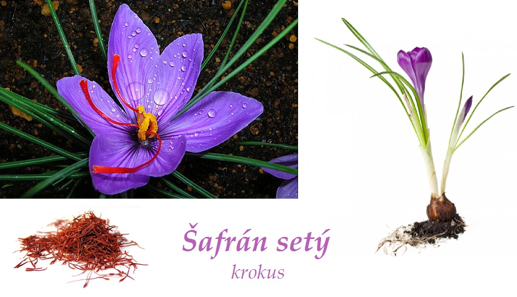 Šafrán setý, krokus - účinky na zdraví, co léčí, použití, užívání, využití