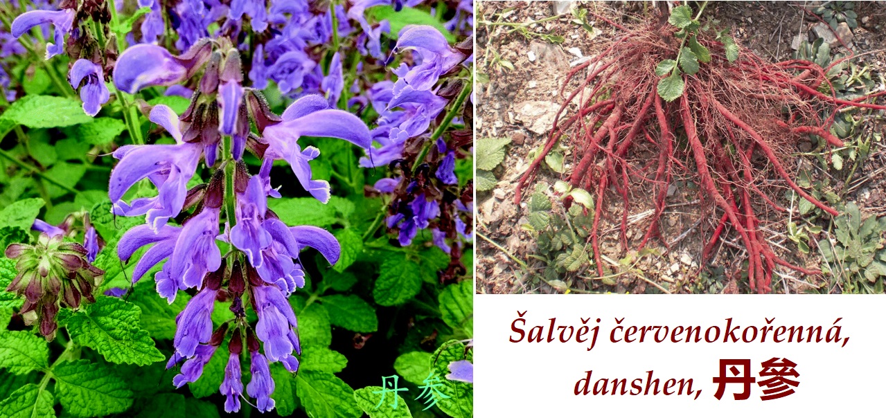 Šalvěj červenokořenná, danshen, červený ženšen - účinky na zdraví, co léčí, použití, užívání, využití, dávkování, co sbíráme, pěstování