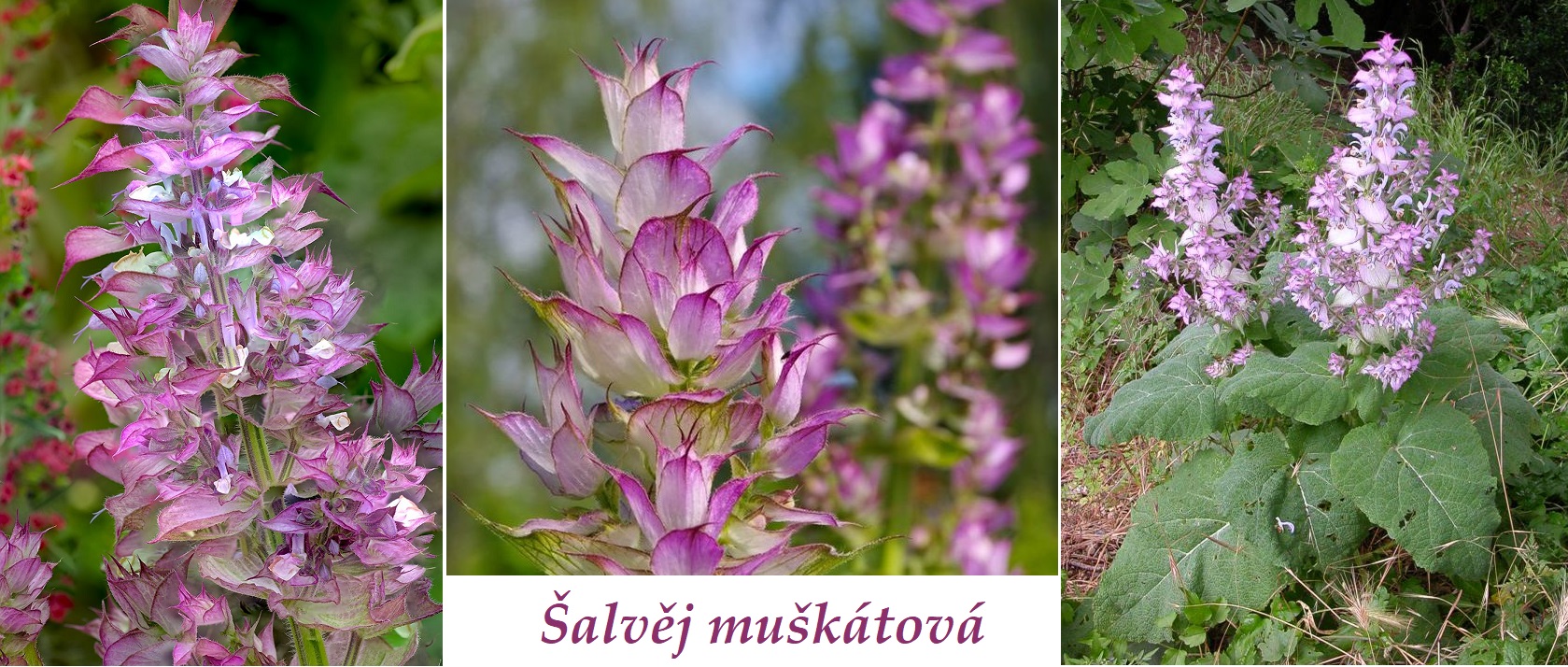 Šalvěj muškátová - účinky na zdraví, co léčí, použití, užívání, využití, pěstování