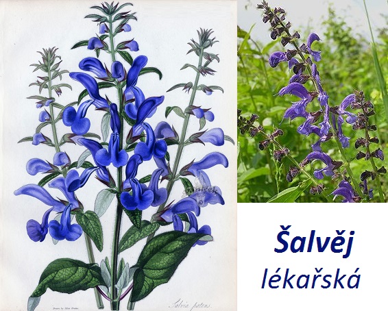 Šalvěj - účinky na zdraví, co léčí, použití, užívání, využití